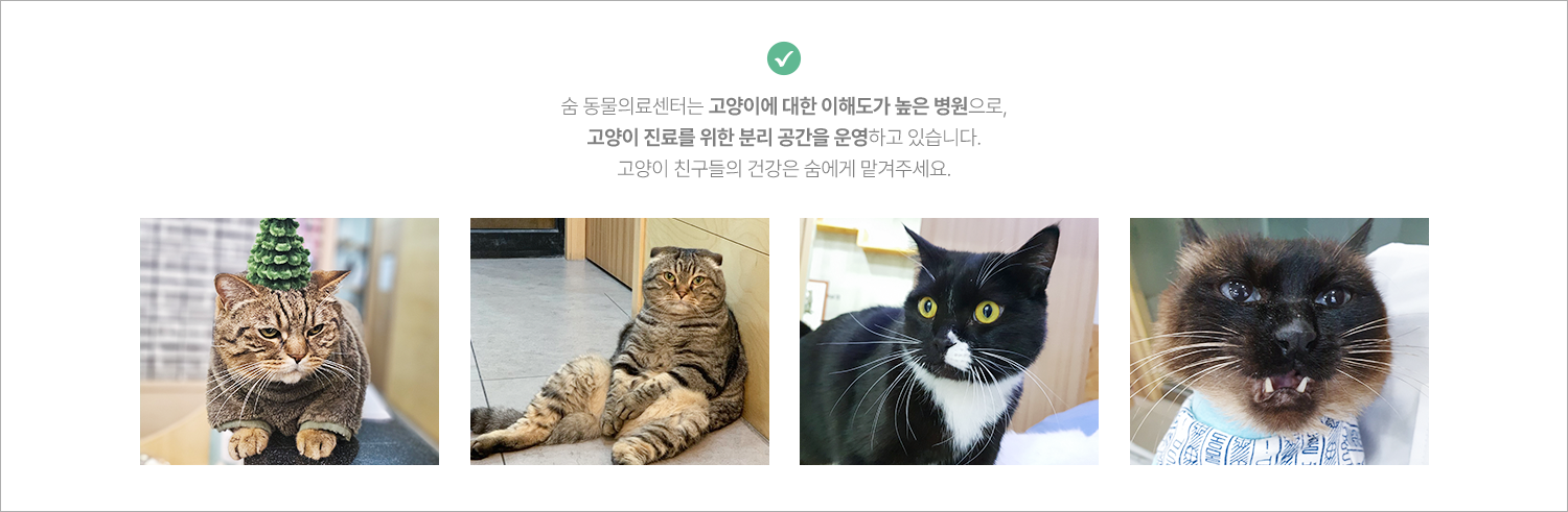 숨-동물의료센터는-고양이에-대한-이해도가-높은-병원으로-고양이-진료를-위한-분리-공간을-운영하고-있습니다-고양이-친구들의-건강은-숨에게-맡겨주세요