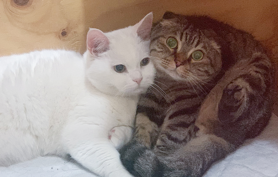 고양이-두마리-안고-있는-이미지