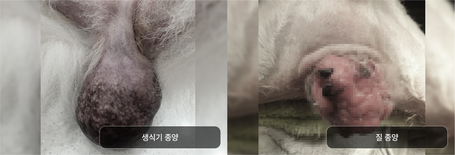 생식기-종양-질-종양