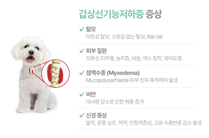 갑상선기능저하증-증상