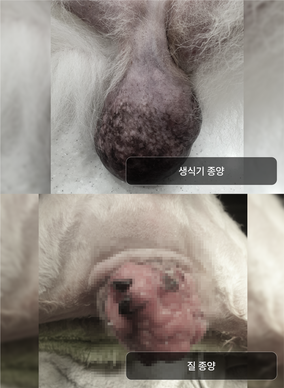 생식기-종양-질-종양