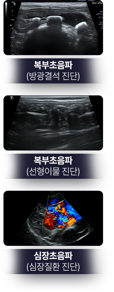복부초음파(방광결석 진단)-복부초음파(선형이물 진단)-심장초음파(심장질환 진단)